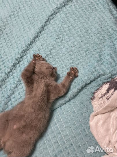 Шотландские прямоухие котята