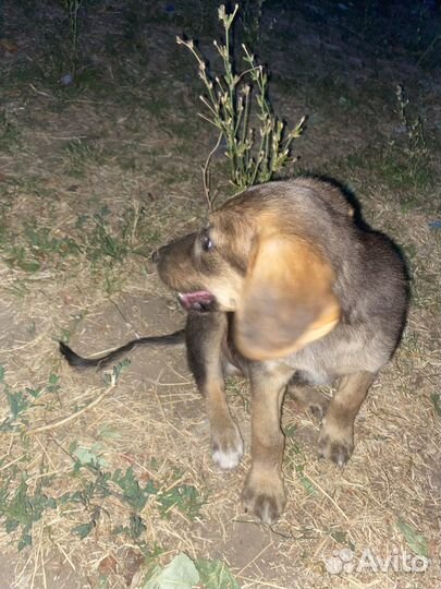 Шенок в добрые руки