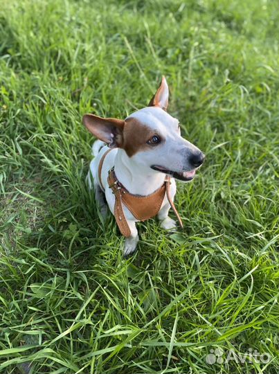 Джек-рассел-терьер Вязка