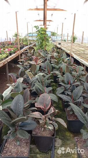 Фикус в ассортименте