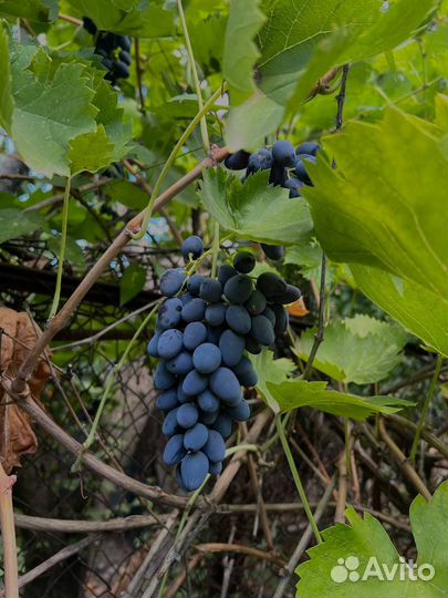 Виноград столовый