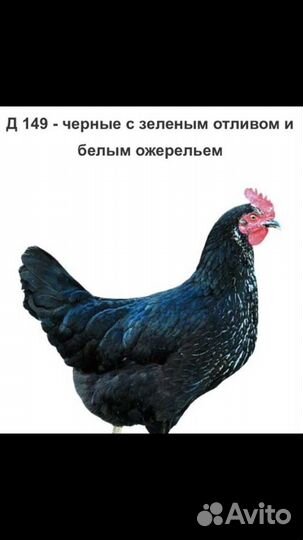 Чешский доминат молодка куры несушка несутся