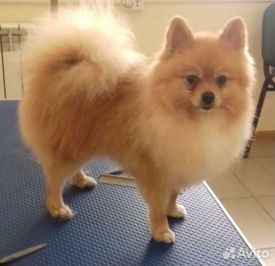 Стрижка собак и кошек