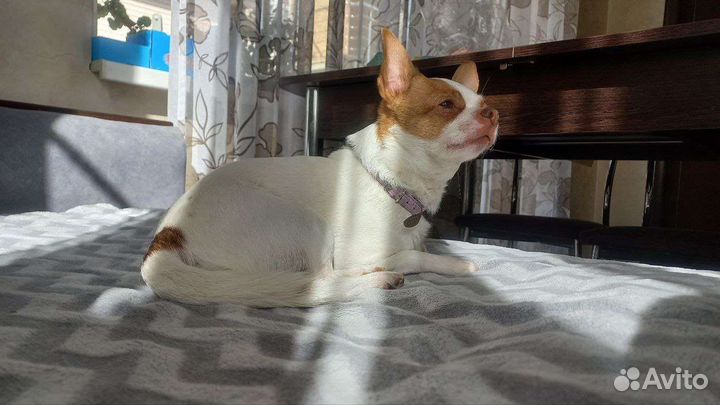 Вязка кобель чихуахуа