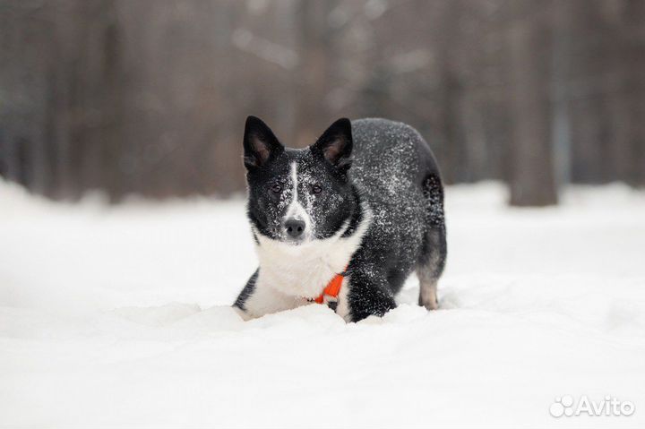 Собака в добрые руки / щенок в дар