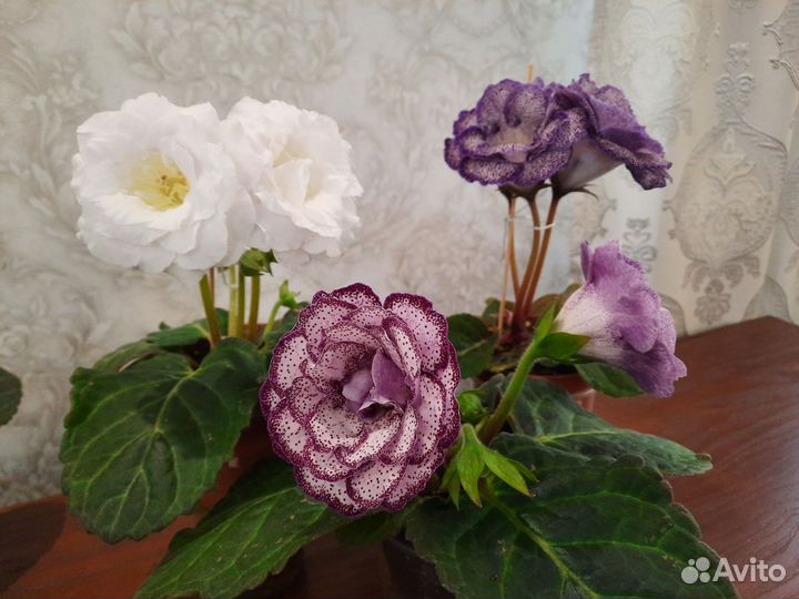 Глоксинии семена
