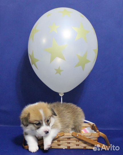 Вельш корги пемброк