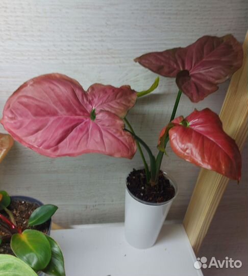 Сингониум Орм Нак