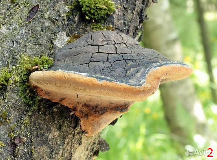 Дары/П Гриб Санхван 