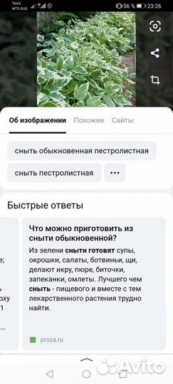 Сныть