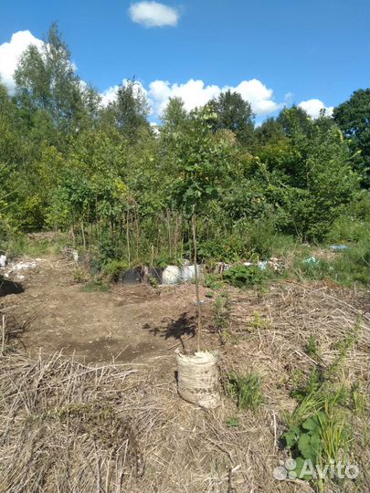 Сеянцы и саженцы