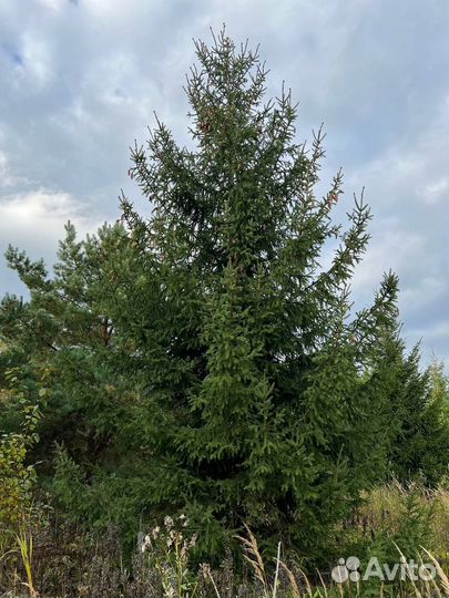 Крупномеры Туи, Ели, Сосны, Пихты