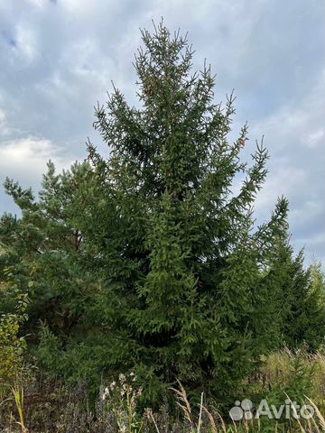 Крупномеры Туи, Ели, Сосны, Пихты