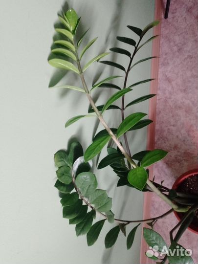 Замиокулькас