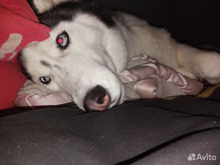 Сибирский хаски