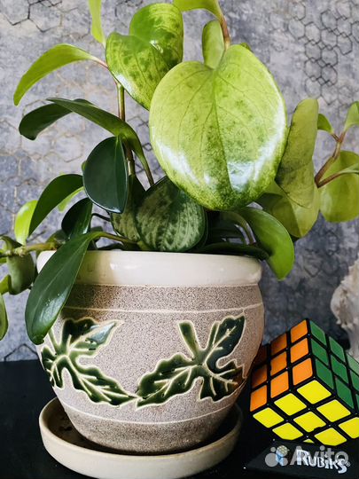 Кливия. Пеперомия. Драцена