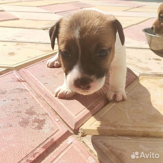 Джек рассел терьер