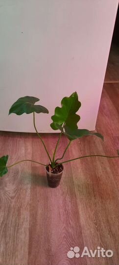 Филодендрон
