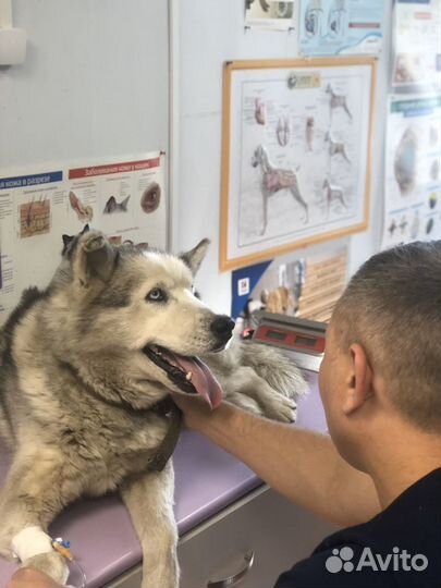 Ветеринарная клиника 24 часа, витаминкомбина