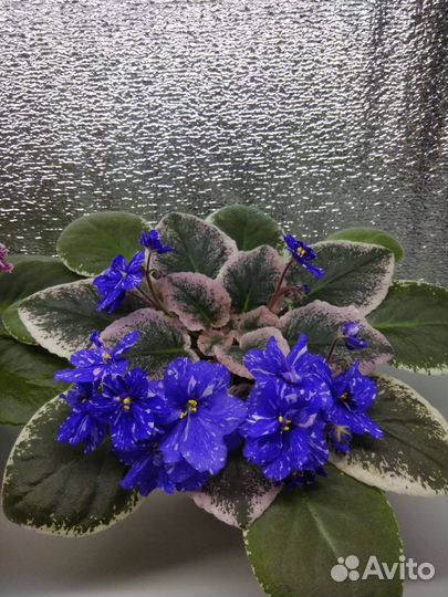 Фиалки разных сортов