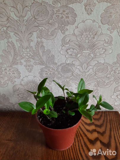 Традесканция