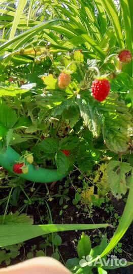 Рассада земляники