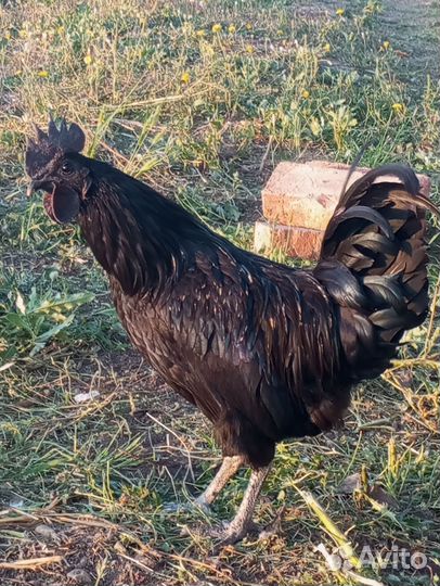 Молодые петухи Ухейлюй