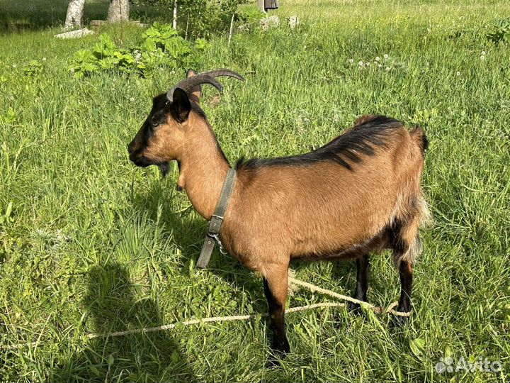Козлята породы Чешские