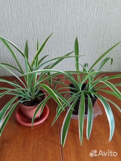 Хлорофитум