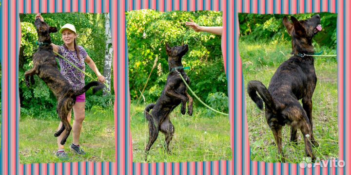 Щенки метисы в надежные руки