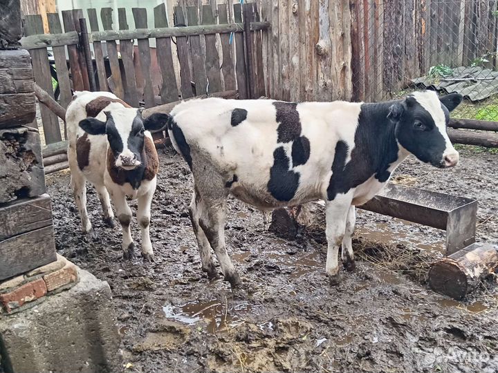 Бычки и телята