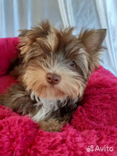 Мальчик микро йорк