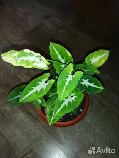 Сингониумы