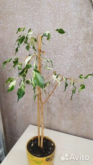 Фикус бенджамина Кёрли