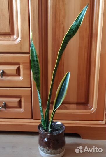 Комнатный цветок сансивиерия Футура Суперба