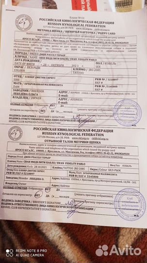 Джек рассел терьер вязка