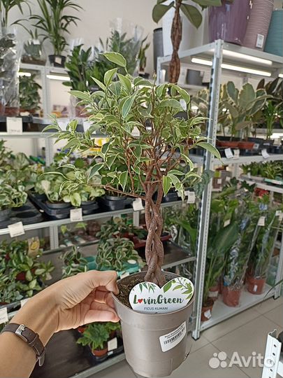 Фикус Бенджамина Нина переплетенный 12/45