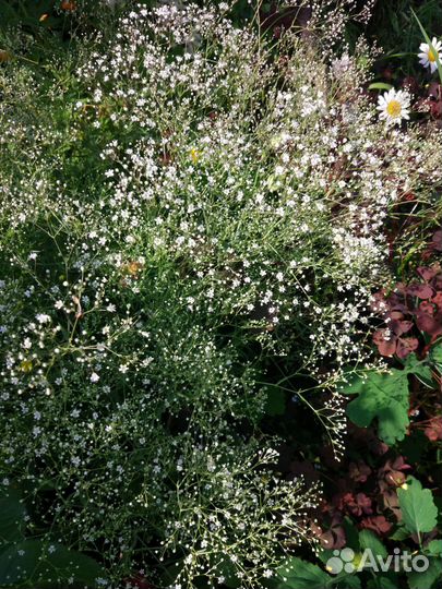 Гипсофила, жемчужина