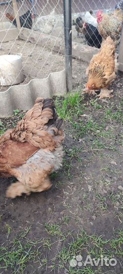 Инкубационное яйцо кур брама