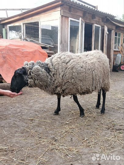 Продам чистокровную романовскую овцу