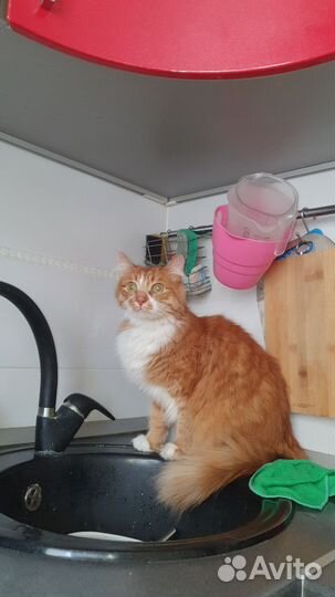 Котик в добрые руки