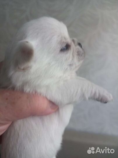 Щенки чихуахуа