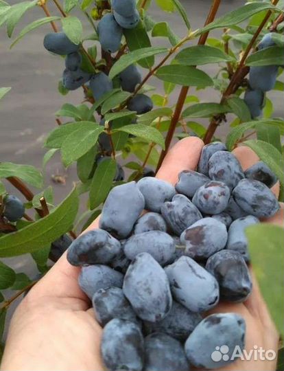 Саженцы жимолости канадской селекции