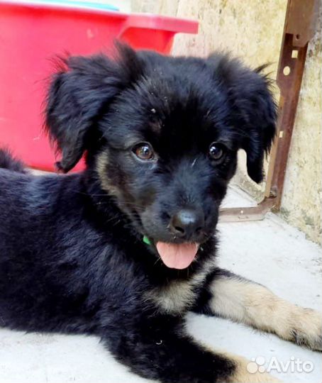 Щенок собака в добрые руки бесплатно метис