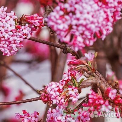 Калина боднатенская Dawn