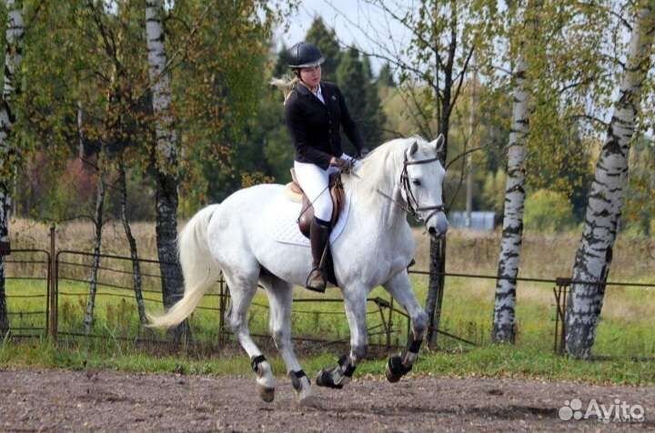 Орловский мерин