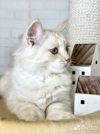 Сибирский котенок девочка