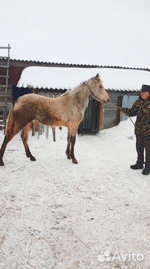 Продам кобылку 11 месяцев