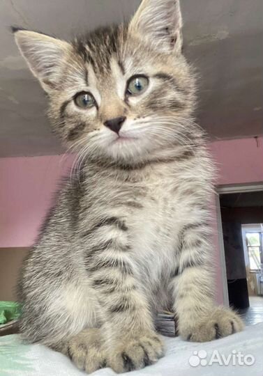 Кошка в дар бесплатно