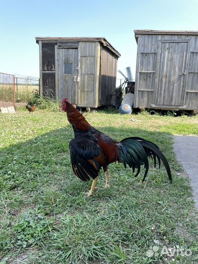 Бойцовый петух